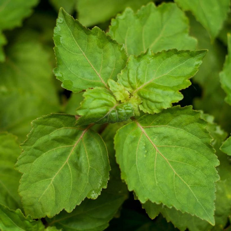 Alteya Organics Certified Organic Patchouli Oil 5