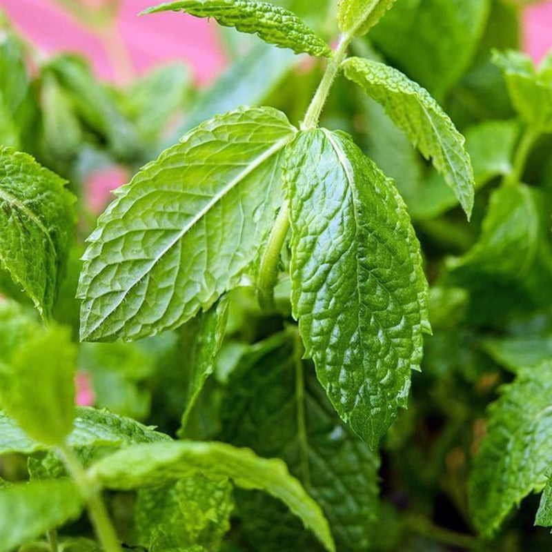 Alteya Organics Certified Organic Mint - Peppermint Oil 4