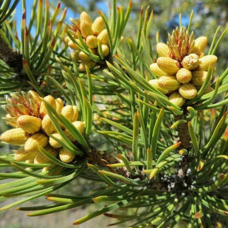 Alteya Organics Certified Organic Pine Tree Oil 5