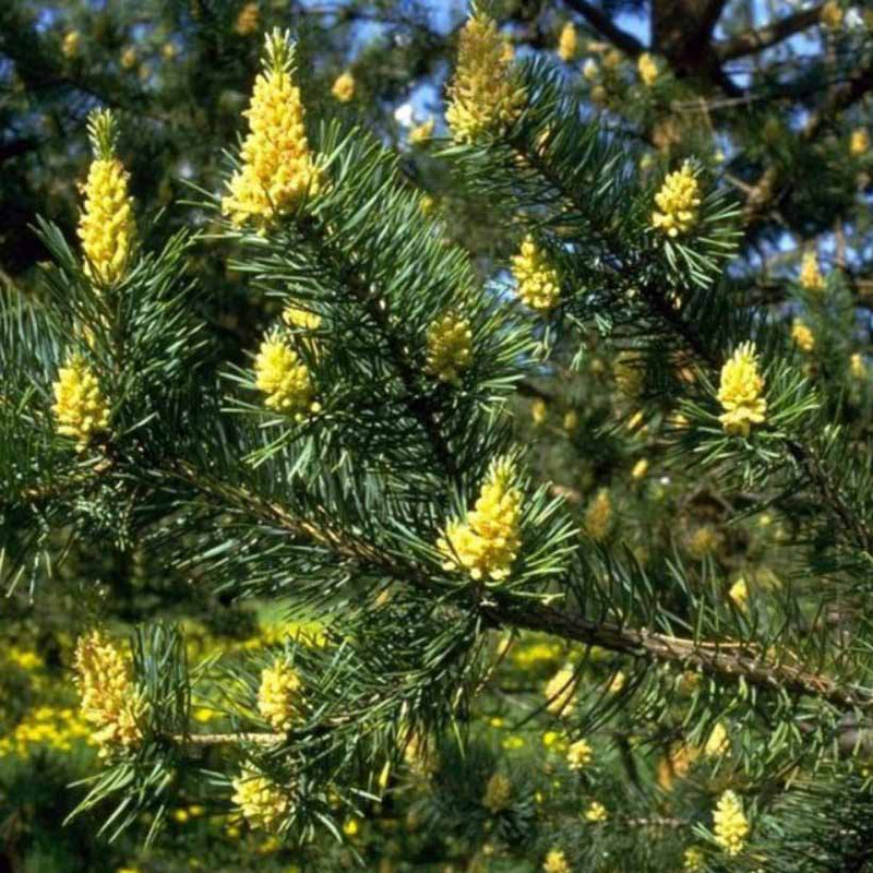 Alteya Organics Certified Organic Pine Tree Oil 4