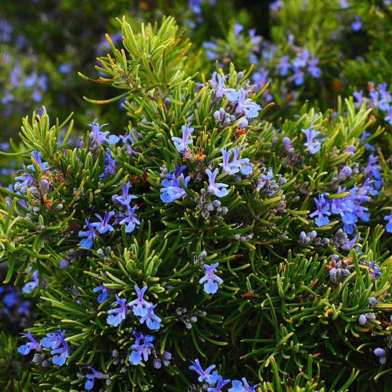 Alteya Organics Certified Organic Rosemary Oil 4