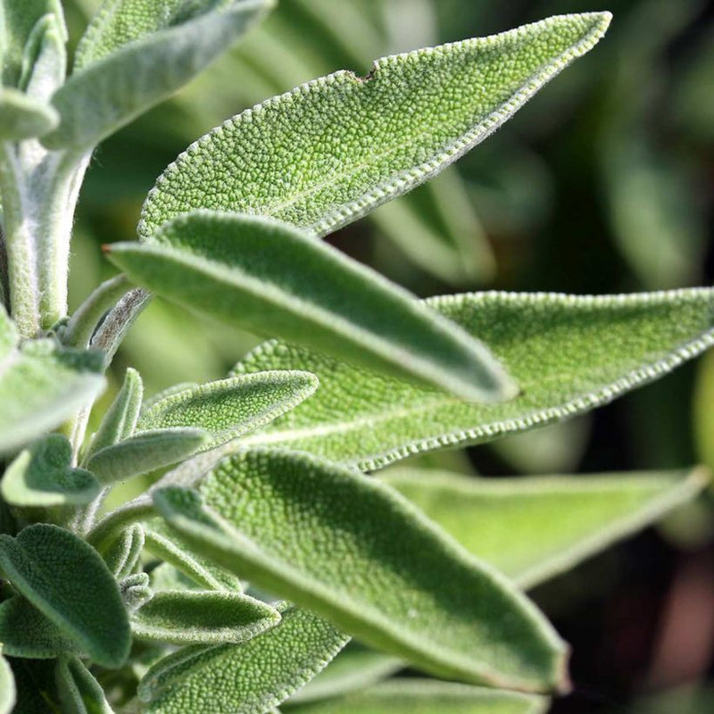 Alteya Organics Certified Organic Sage Oil 4