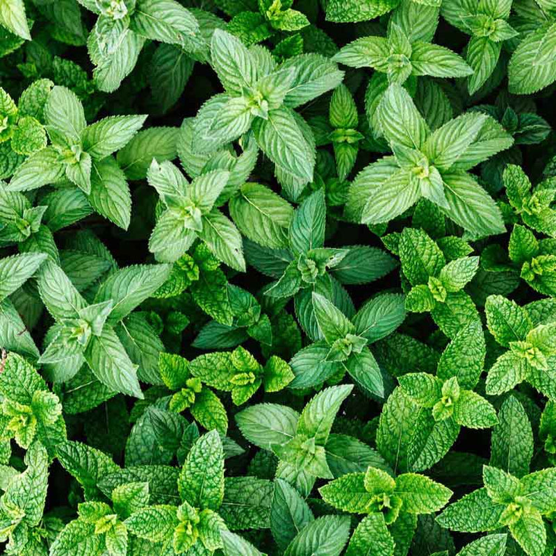 Alteya Organics Certified Organic Mint - Spearmint Oil 4