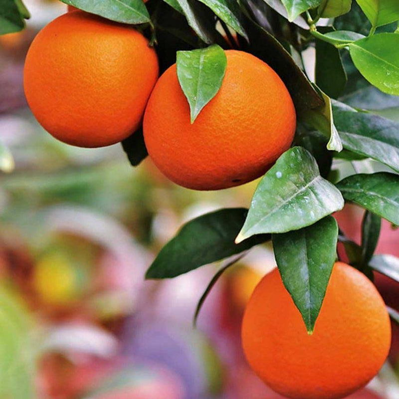 Alteya Organics Certified Organic Sweet Orange Oil 4