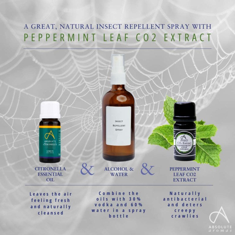 Absolute Aromas Peppermint Leaf CO2 Extract 3