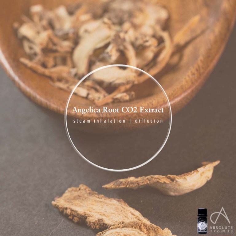 Absolute Aromas Angelica Root CO2 Extract 6