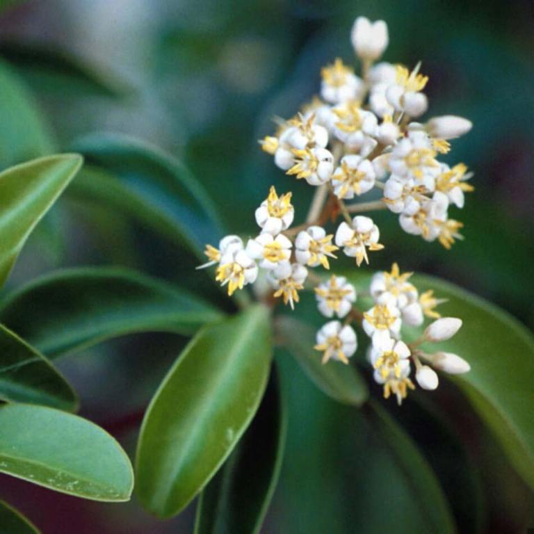 Absolute Aromas Amyris Essential Oil