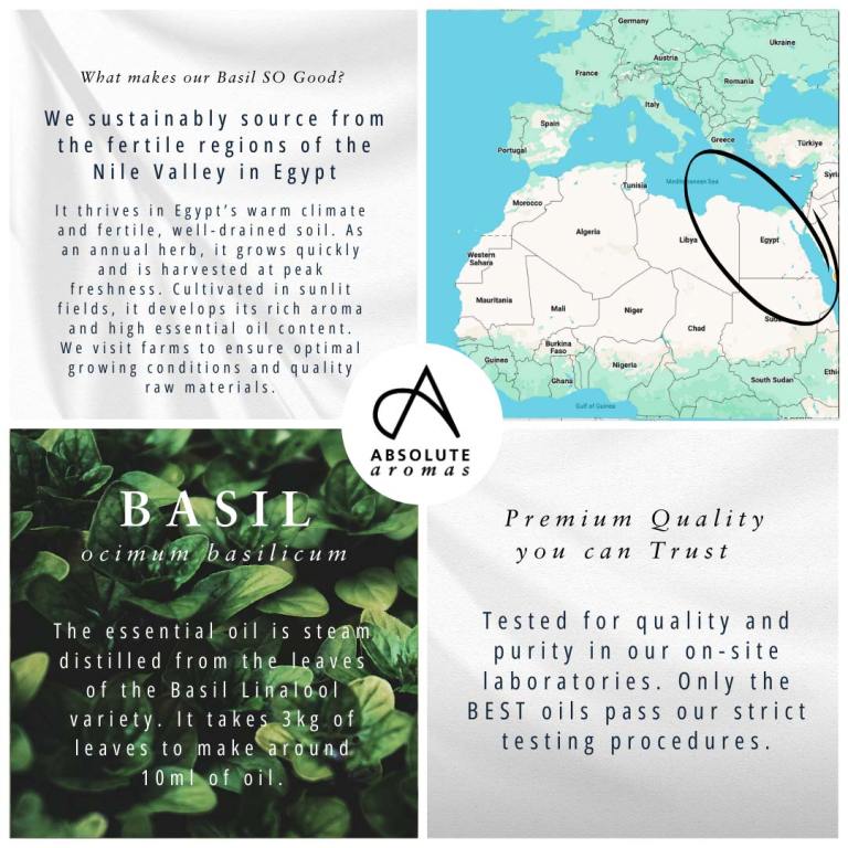 Absolute Aromas Basil, Linalol Type Essential Oil 5