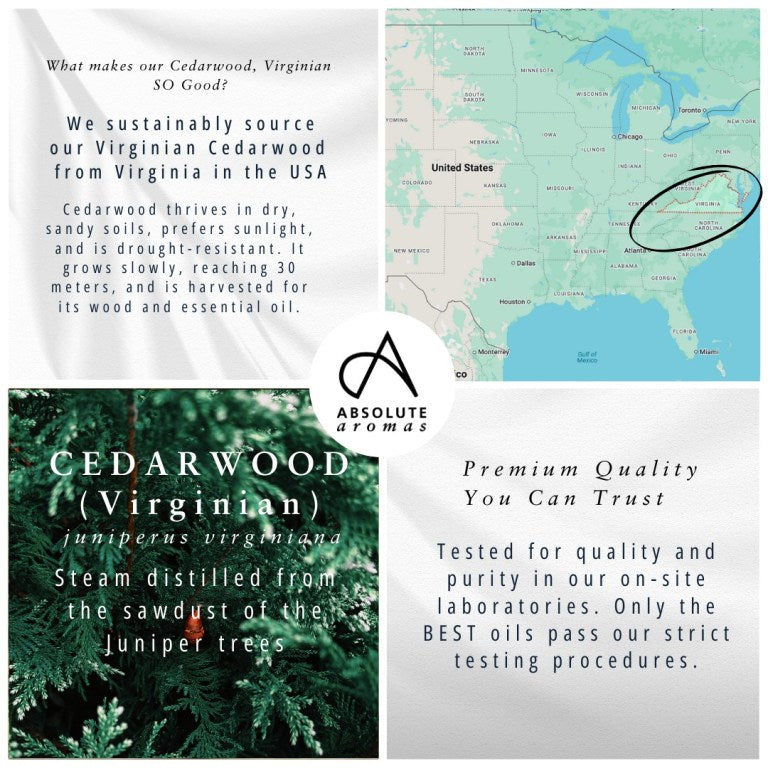 Absolute Aromas Cedarwood, Virginian Essential Oil 3