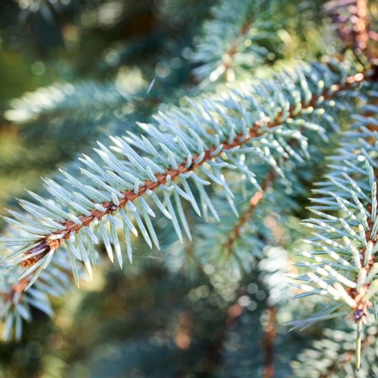 Absolute Aromas Black Spruce Essential Oil 5