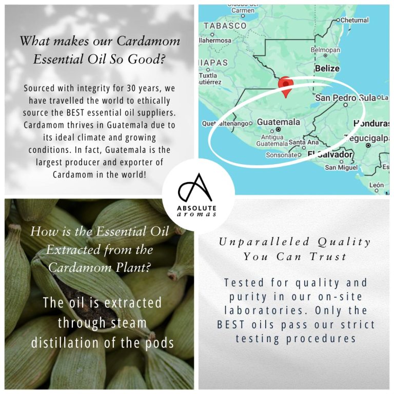 Absolute Aromas Cardamom Essential Oil 4