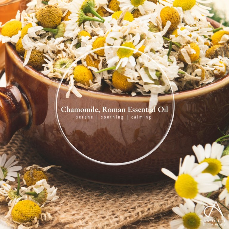 Absolute Aromas Chamomile Essential Oil (Roman) 6