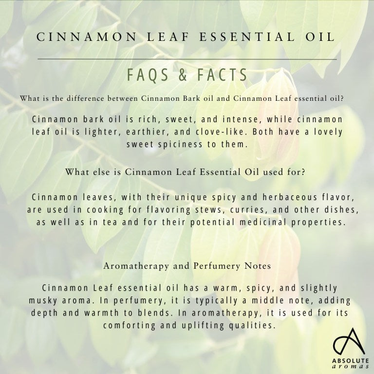 Absolute Aromas Cinnamon Leaf Essential Oil 6