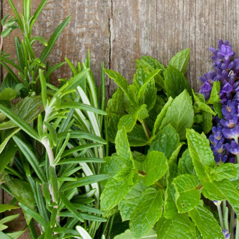 Absolute Aromas Focus Essential Blend 5