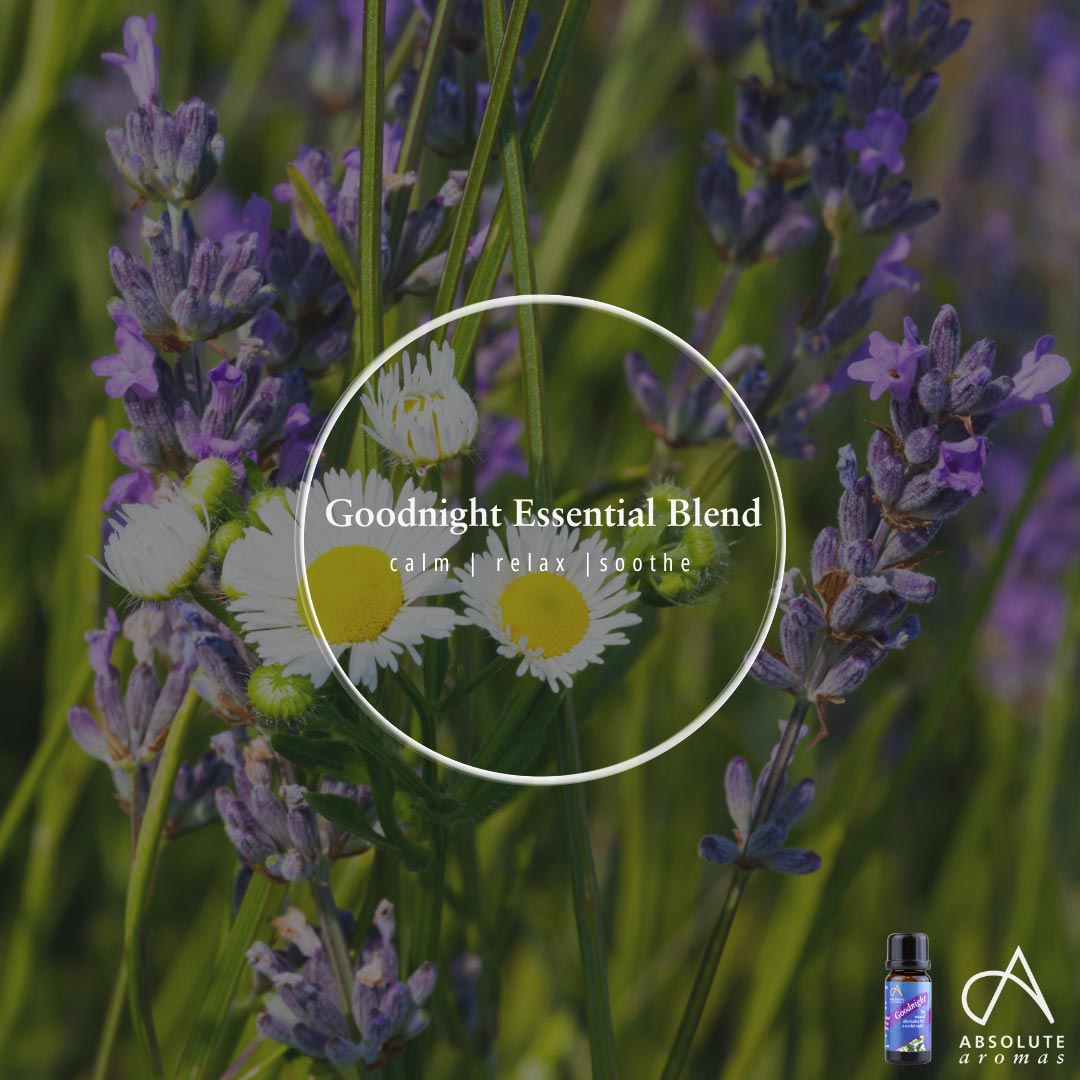 Absolute Aromas Goodnight Essential Blend 6