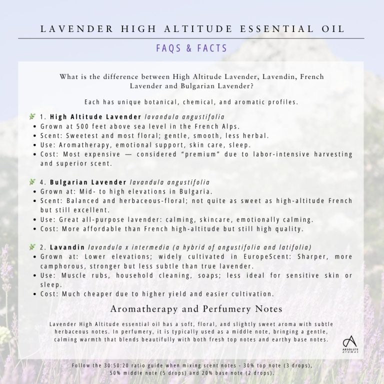 Absolute Aromas Lavender High Altitude Essential Oil 5