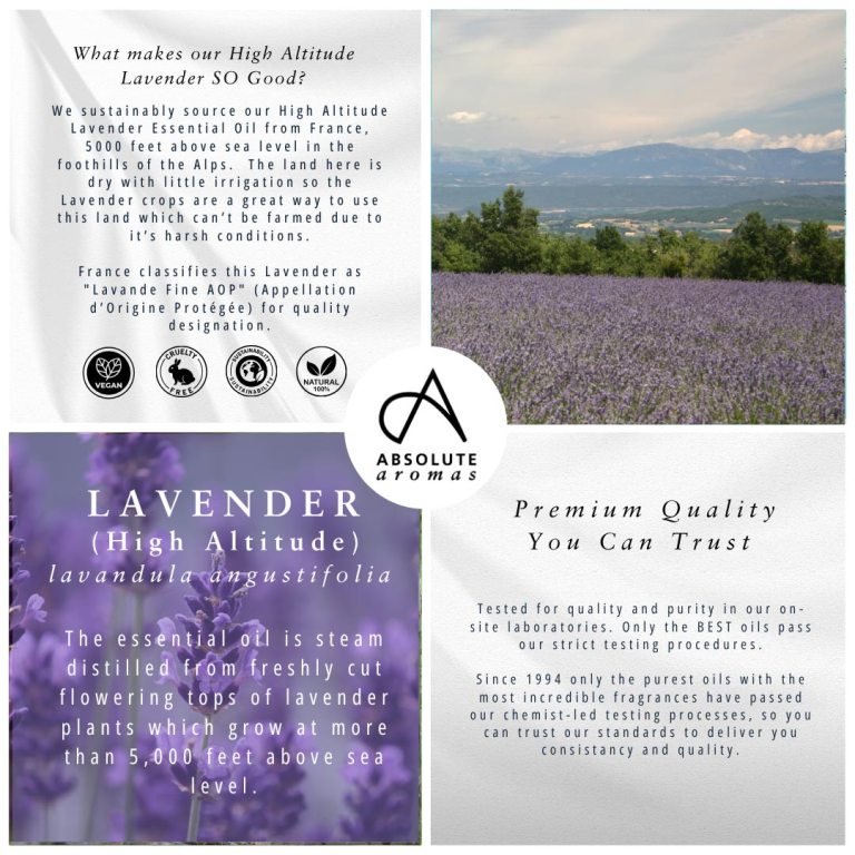 Absolute Aromas Lavender High Altitude Essential Oil 4