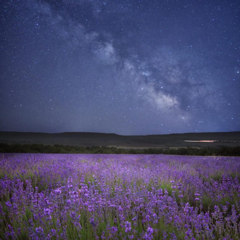 Absolute Aromas Goodnight Essential Blend 5