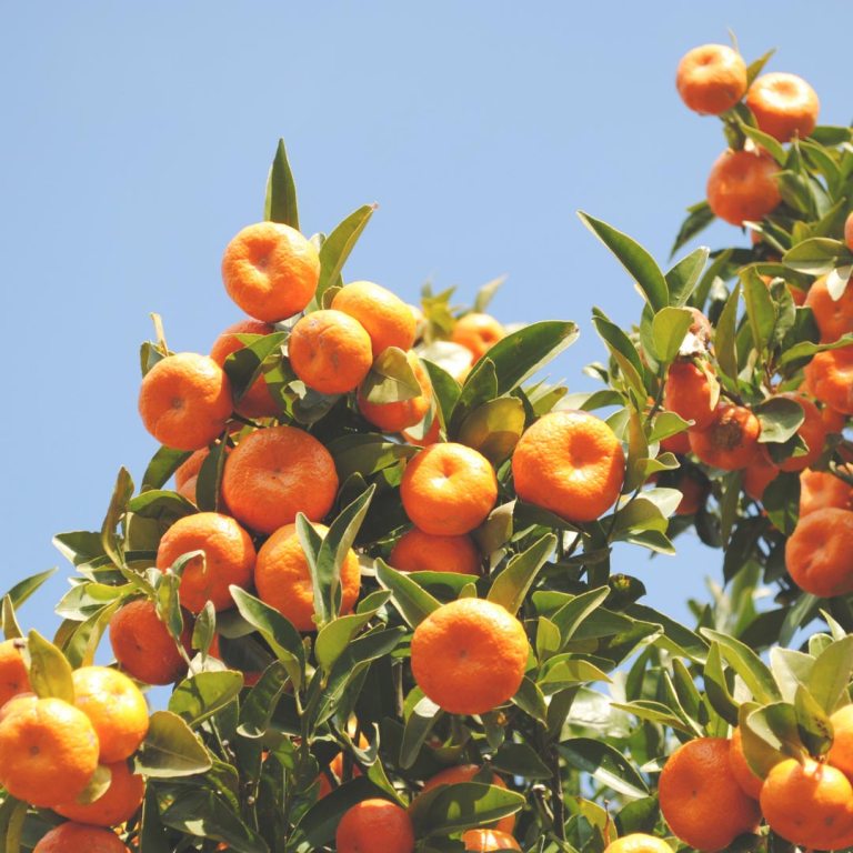 Absolute Aromas Mandarin Essential Oil
