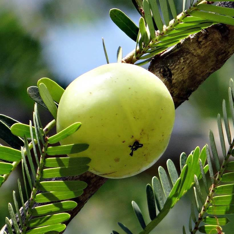 Alteya Organics Certified Organic Amla Oil 4