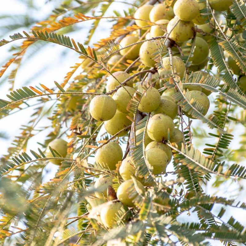 Alteya Organics Certified Organic Amla Oil 5