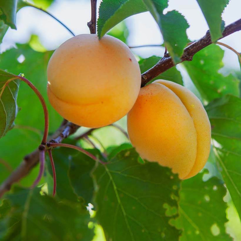 Alteya Organics Certified Organic Apricot Kernel Oil 5