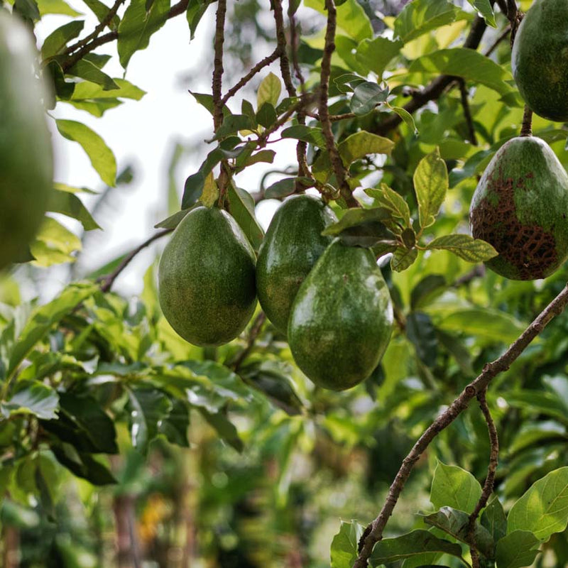Alteya Organics Certified Organic Avocado Oil 4