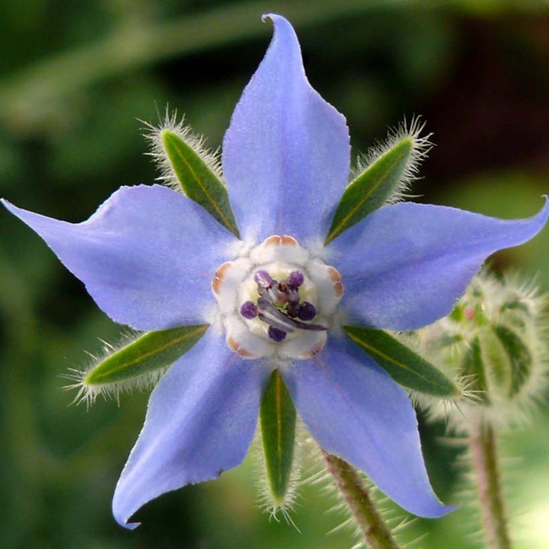 Alteya Organics Certified Organic Borage Oil 6