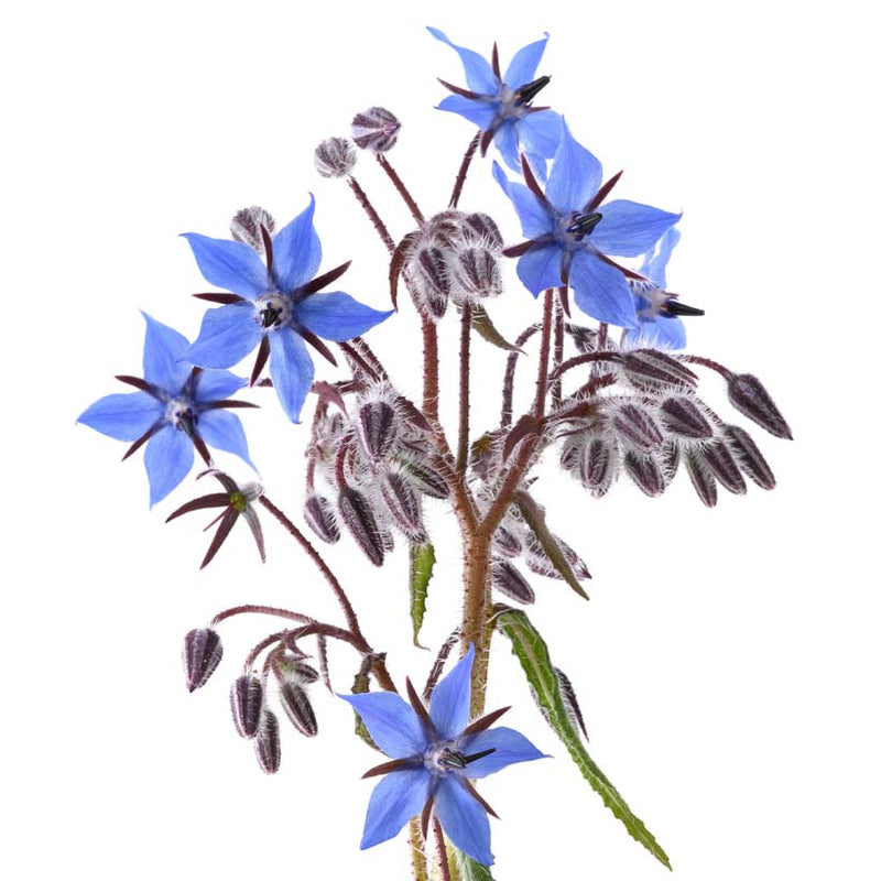 Alteya Organics Certified Organic Borage Oil 4