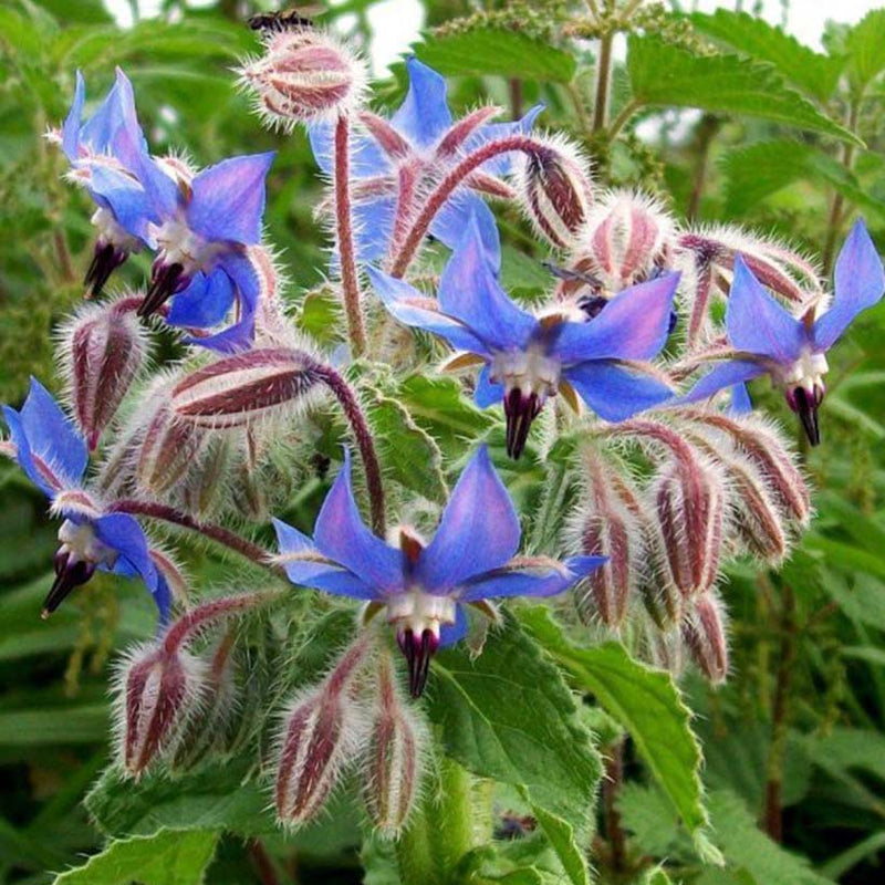 Alteya Organics Certified Organic Borage Oil 5