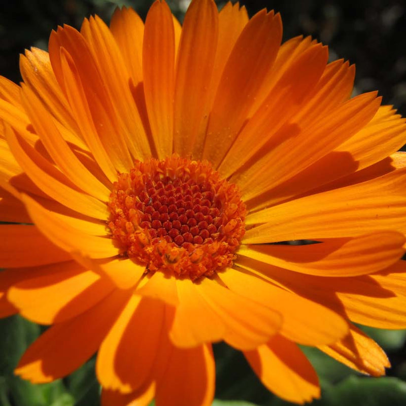 Alteya Organics Certified Organic Calendula Oil 5