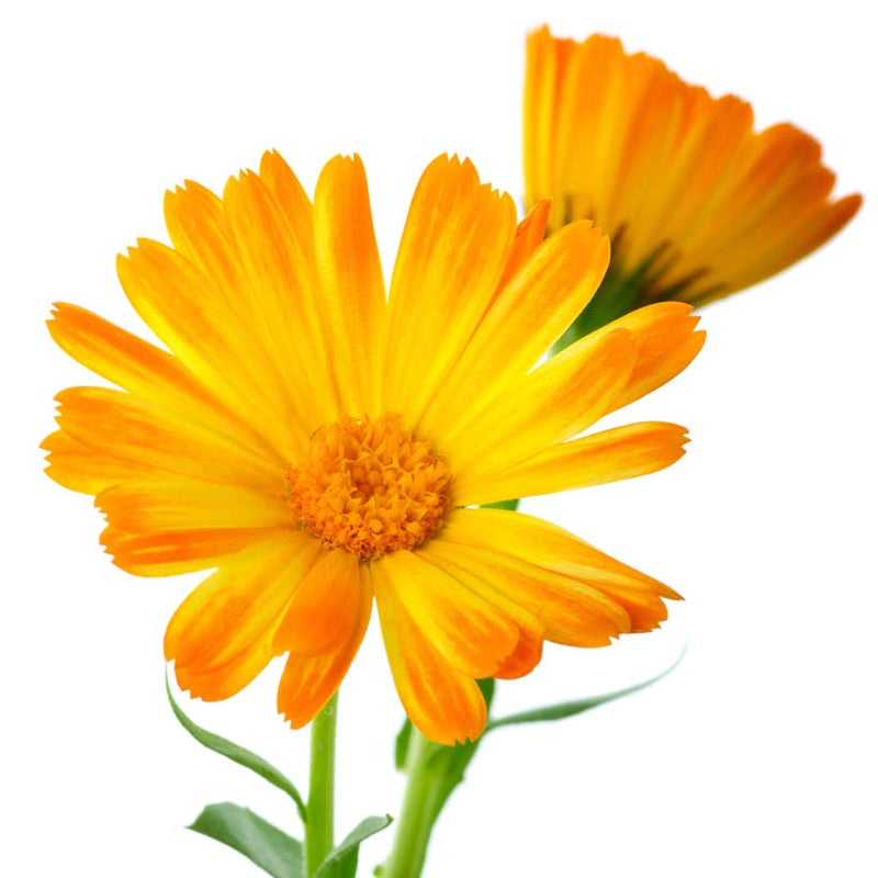 Alteya Organics Certified Organic Calendula Oil 4