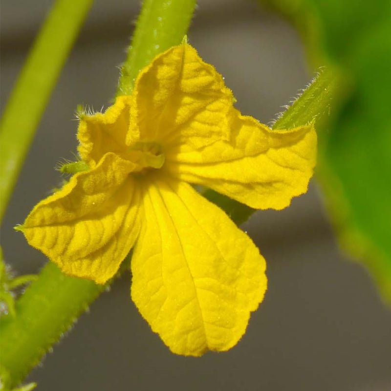 Alteya Organics Certified Organic Cucumber Seed Оil 4