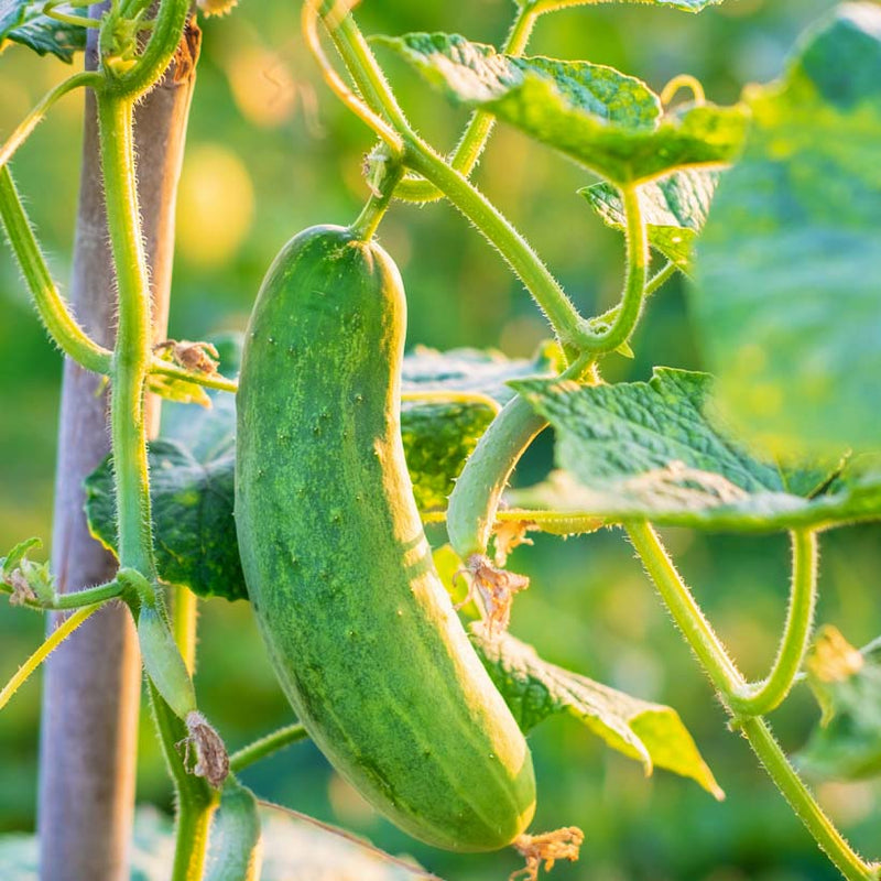 Alteya Organics Certified Organic Cucumber Seed Оil 5