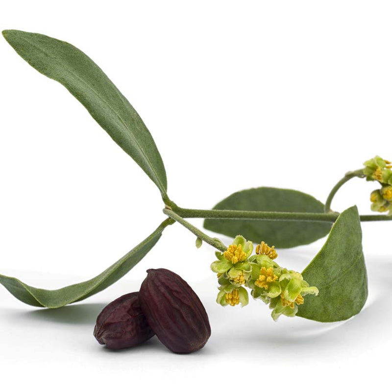 Alteya Organics Certified Organic Jojoba Oil 4