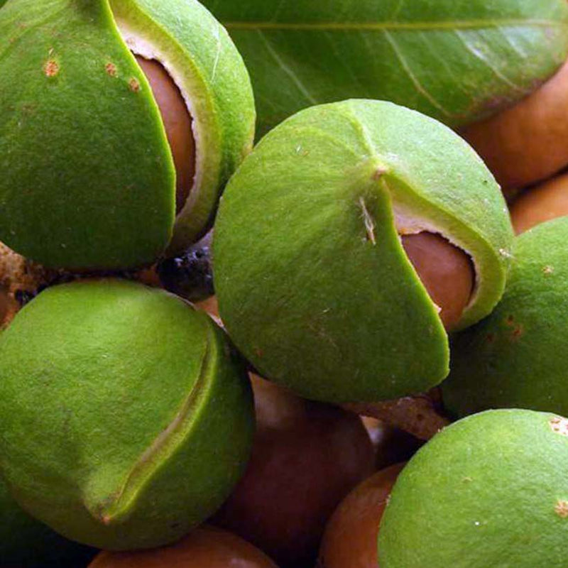 Alteya Organics Certified Organic Macadamia Oil 3