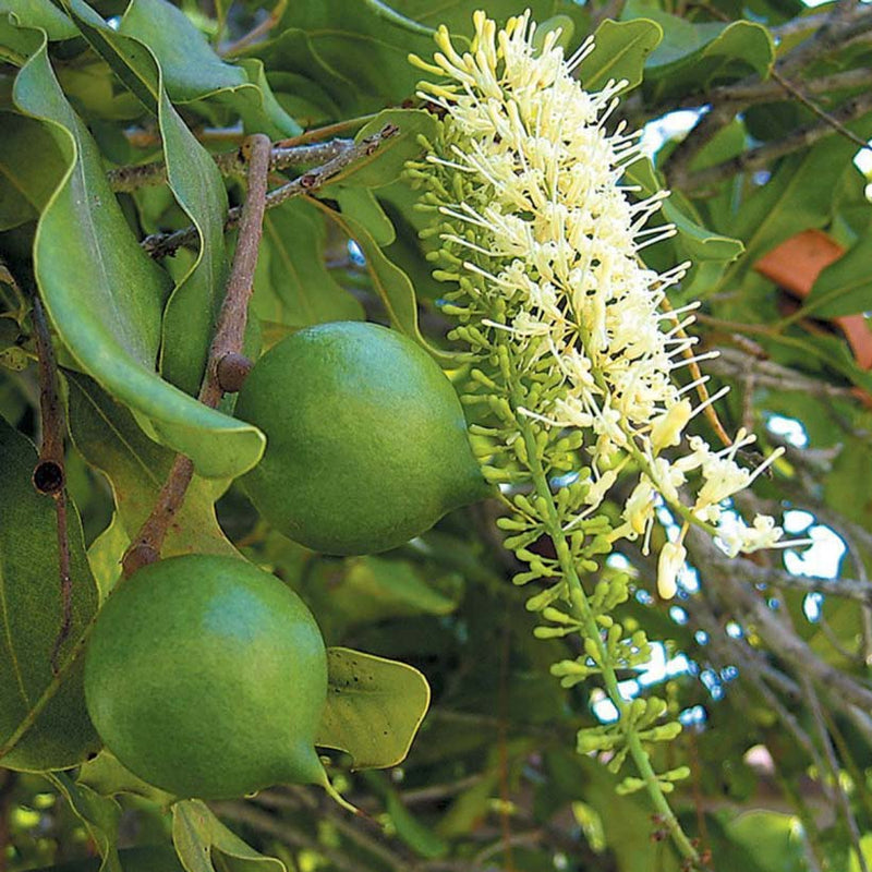 Alteya Organics Certified Organic Macadamia Oil 4