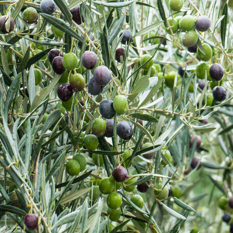 Alteya Organics Certified Organic Olive Oil 4