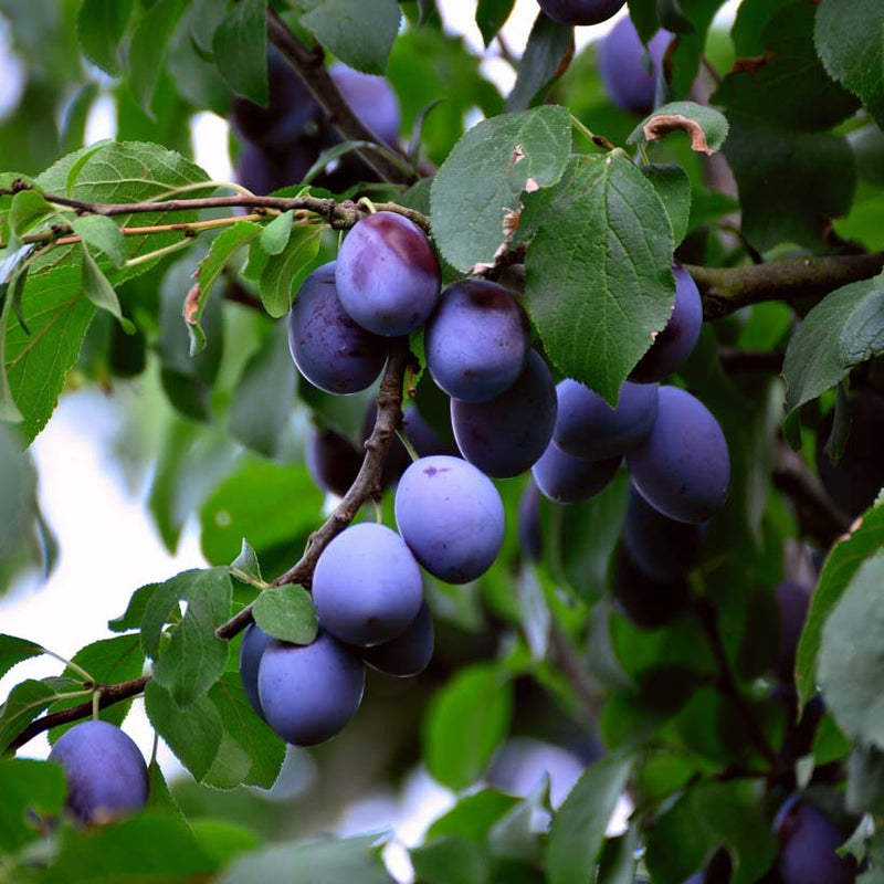 Alteya Organics Certified Organic Plum Kernel Оil 4