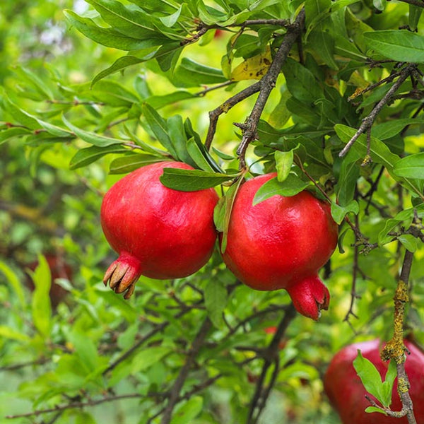 Alteya Organics Certified Organic Pomegranate Oil 4