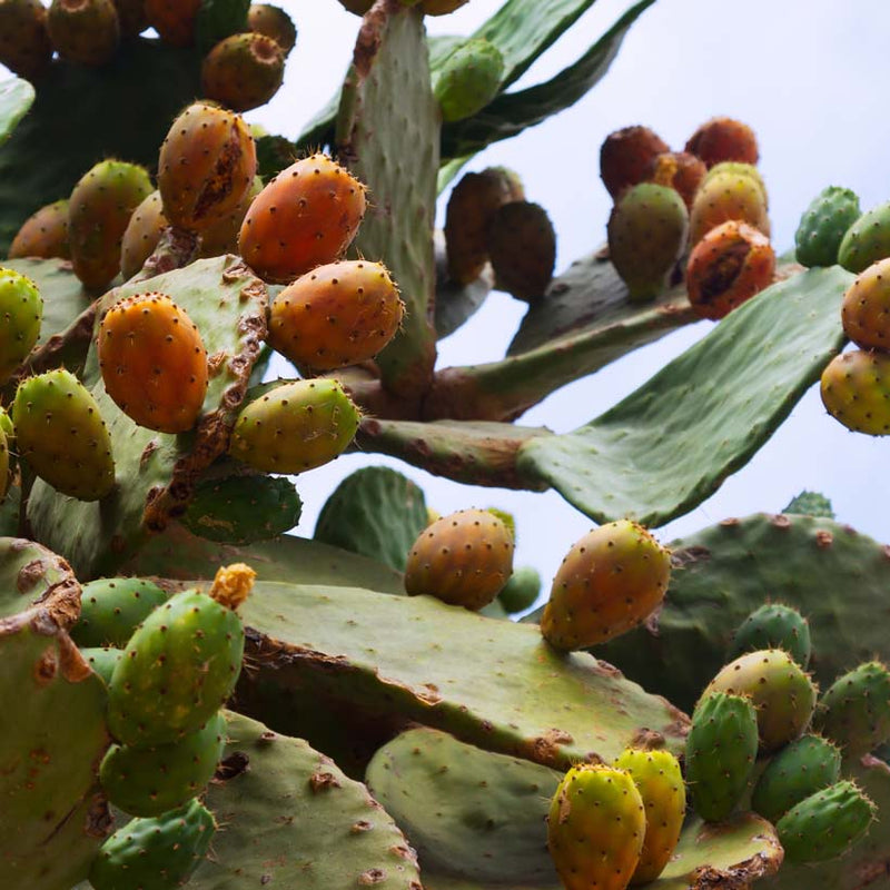Alteya Organics Certified Organic Prickly Pear Оil 5
