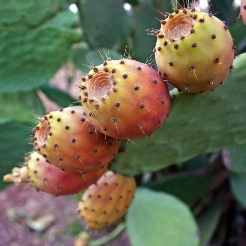Alteya Organics Certified Organic Prickly Pear Оil 4