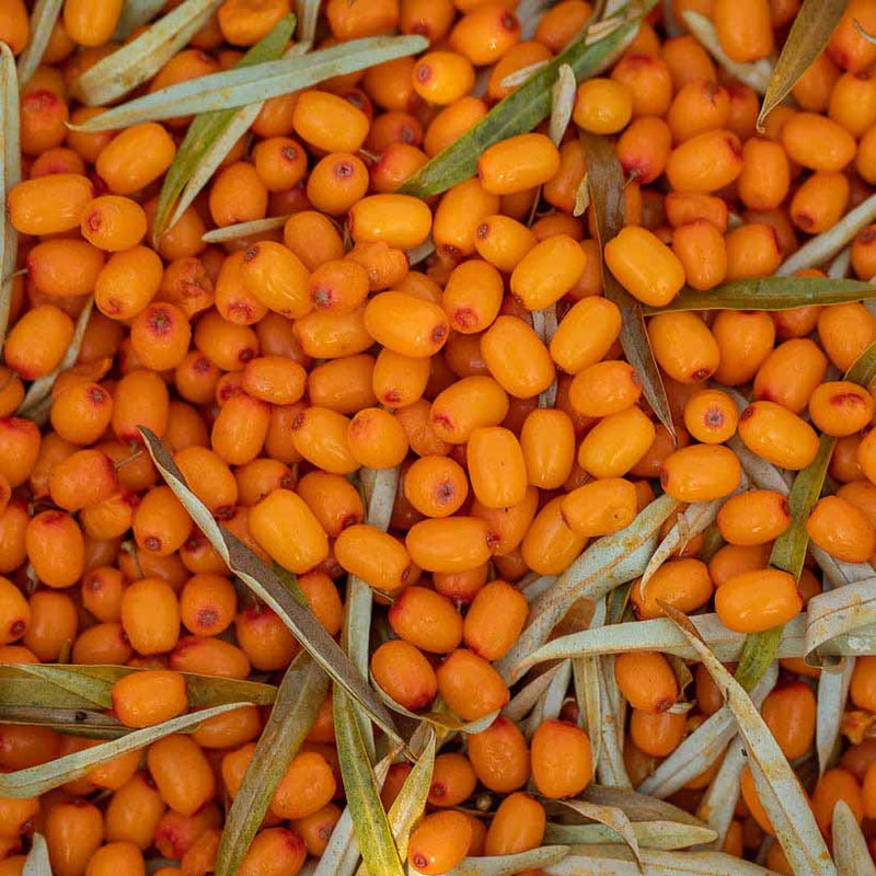 Alteya Organics Certified Organic Sea Buckthorn Oil 5