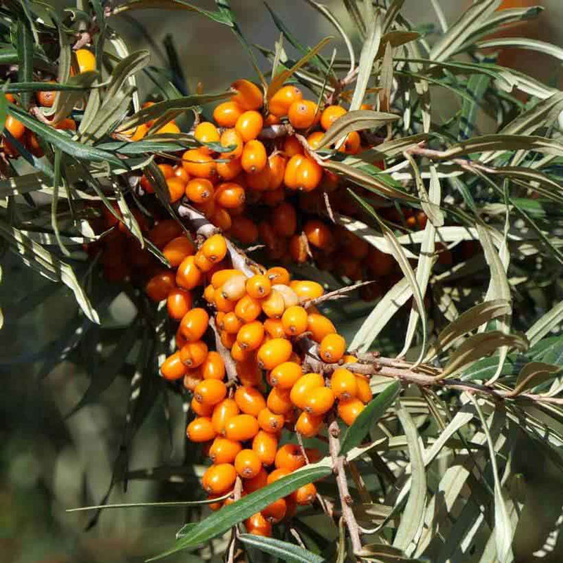 Alteya Organics Certified Organic Sea Buckthorn Oil 4