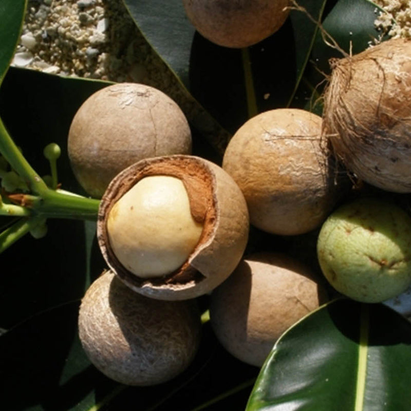 Alteya Organics Certified Organic Tamanu Oil 5
