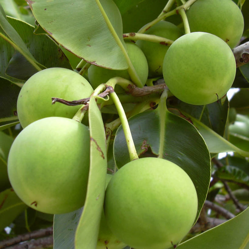 Alteya Organics Certified Organic Tamanu Oil 4