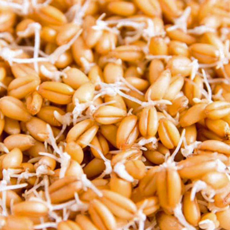 Alteya Organics Certified Organic Wheat Germ Oil 5