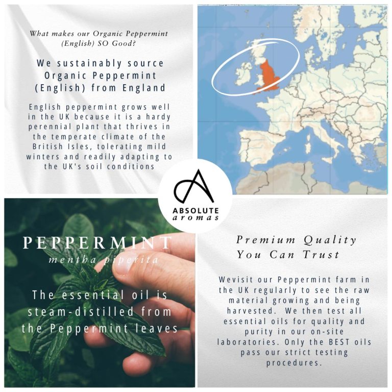 Absolute Aromas Organic Peppermint Essential Oil (English) 5