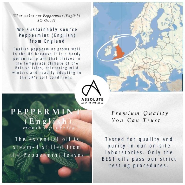 Absolute Aromas Peppermint (English) Essential Oil 4