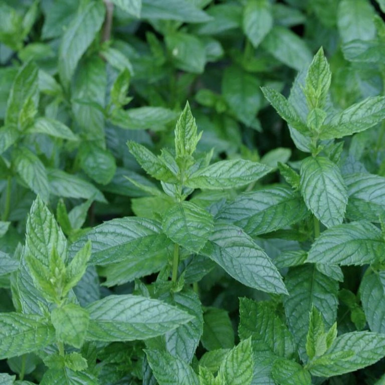 Absolute Aromas Peppermint (US) Essential Oil